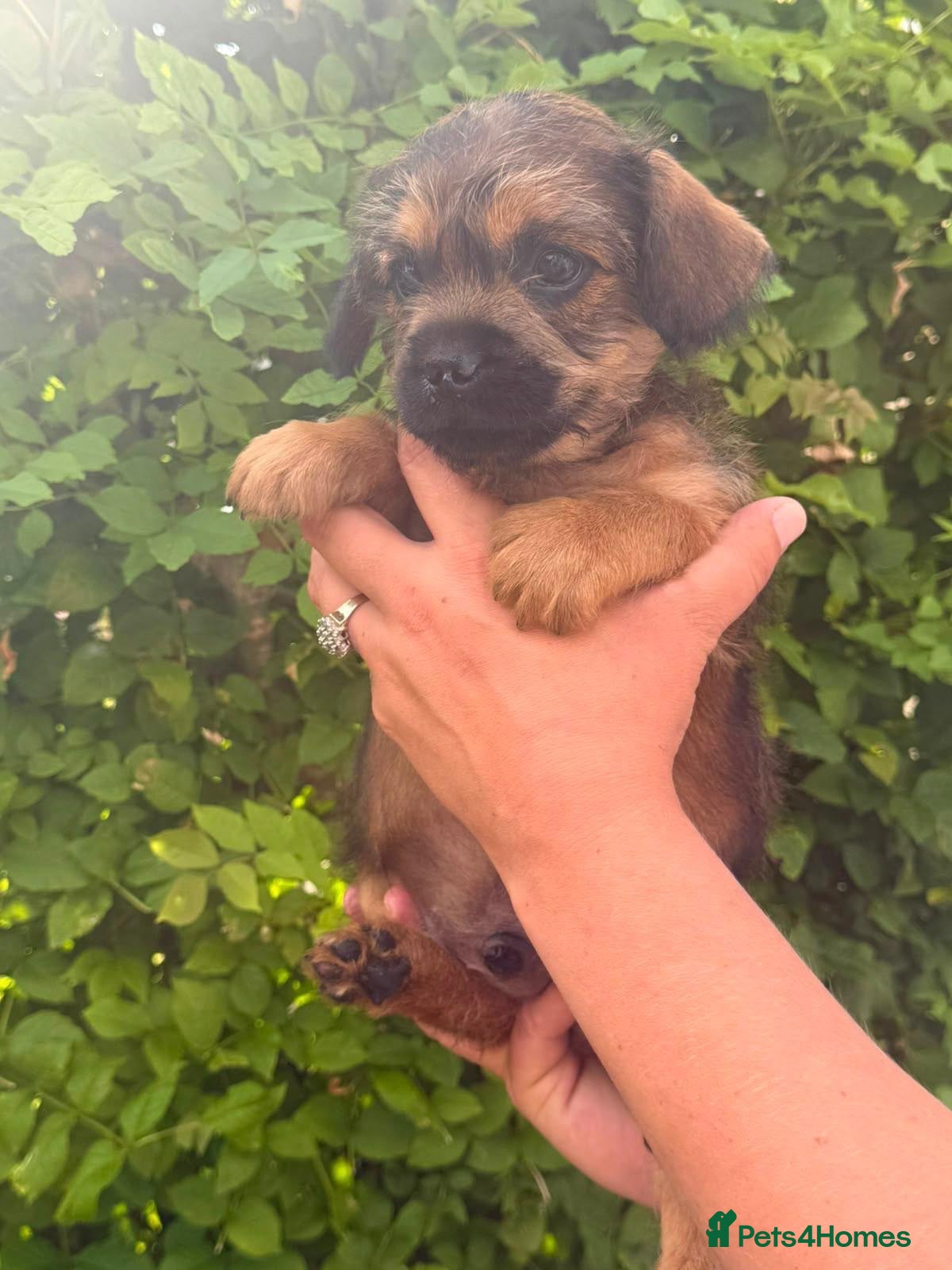 Mixed Breed dogs Beautiful Foodle Puppies  - Advert 5