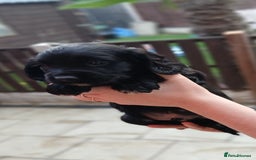 Sprocker dogs for sale: READY NOW !! 3 sprocker spaniels left  👀🏡✨️ in Wakefield - Image 36