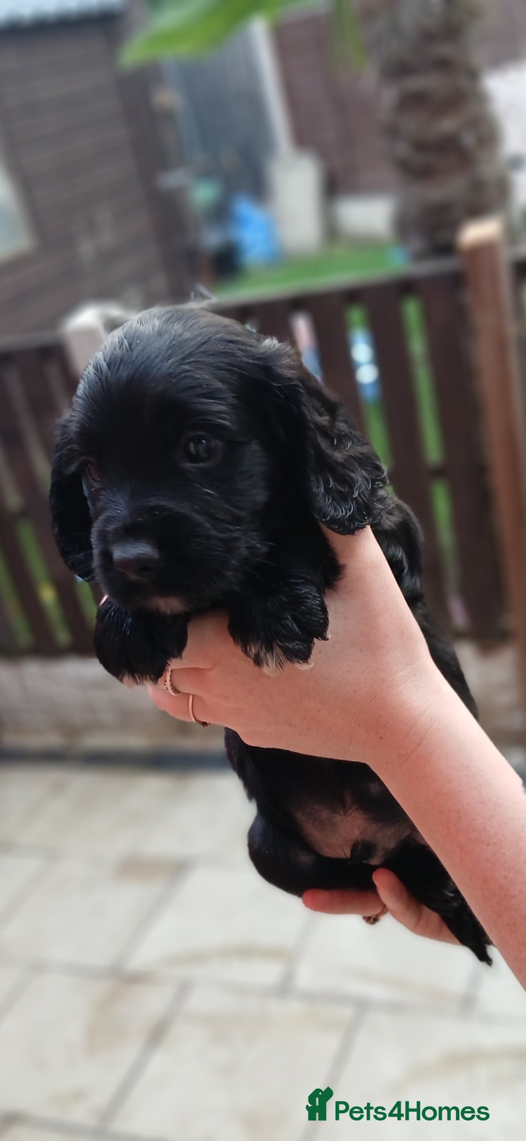 Sprocker dogs for sale: READY NOW !! 3 sprocker spaniels left  👀🏡✨️ in Wakefield - Image 36
