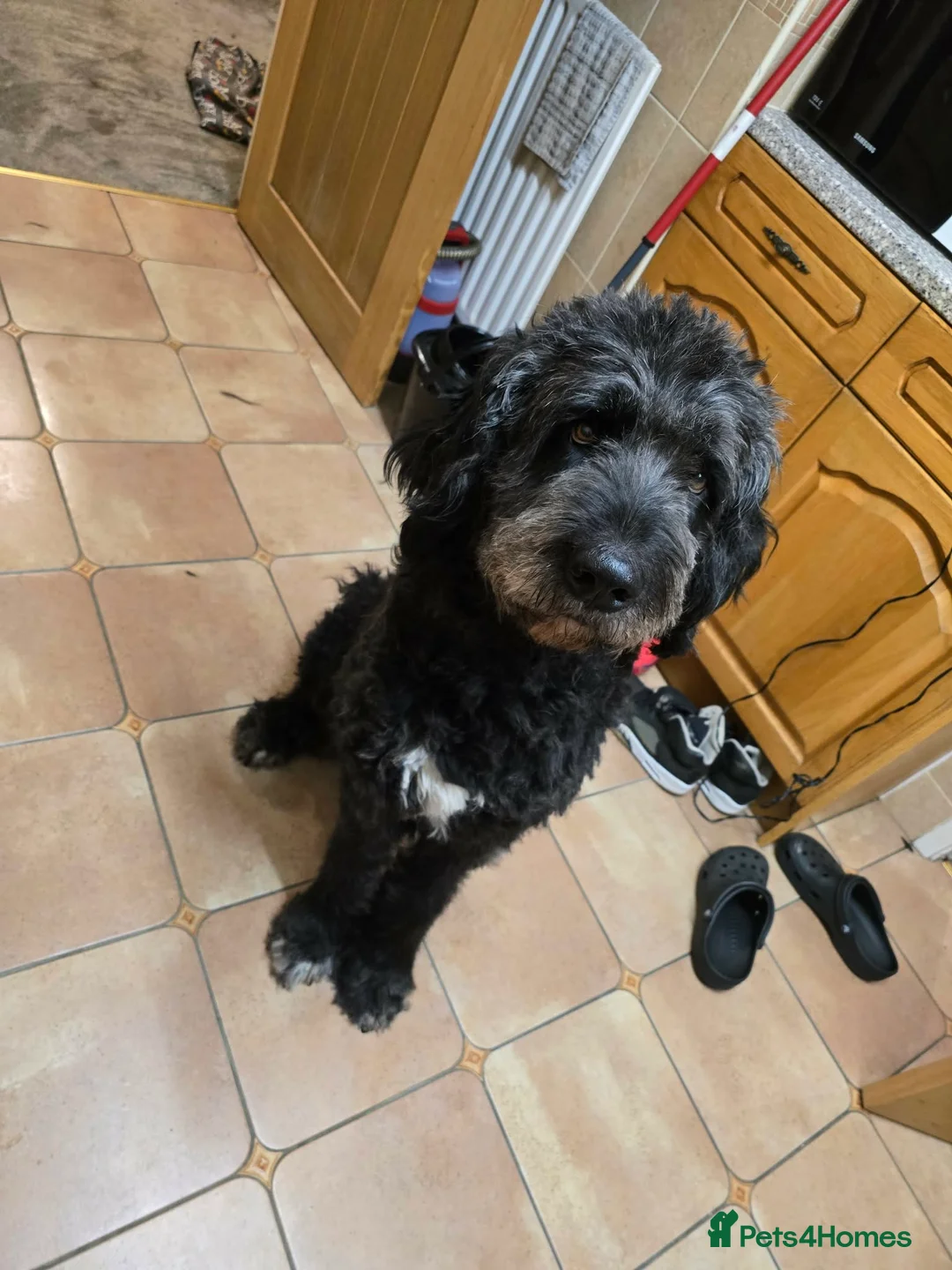 Saint Berdoodle dogs for sale: Wade the Saint berdoodle  in Stoke-on-Trent - Advert 2