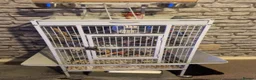 Cockatiels birds for sale: cockatiel for sale with cage  - Advert 5