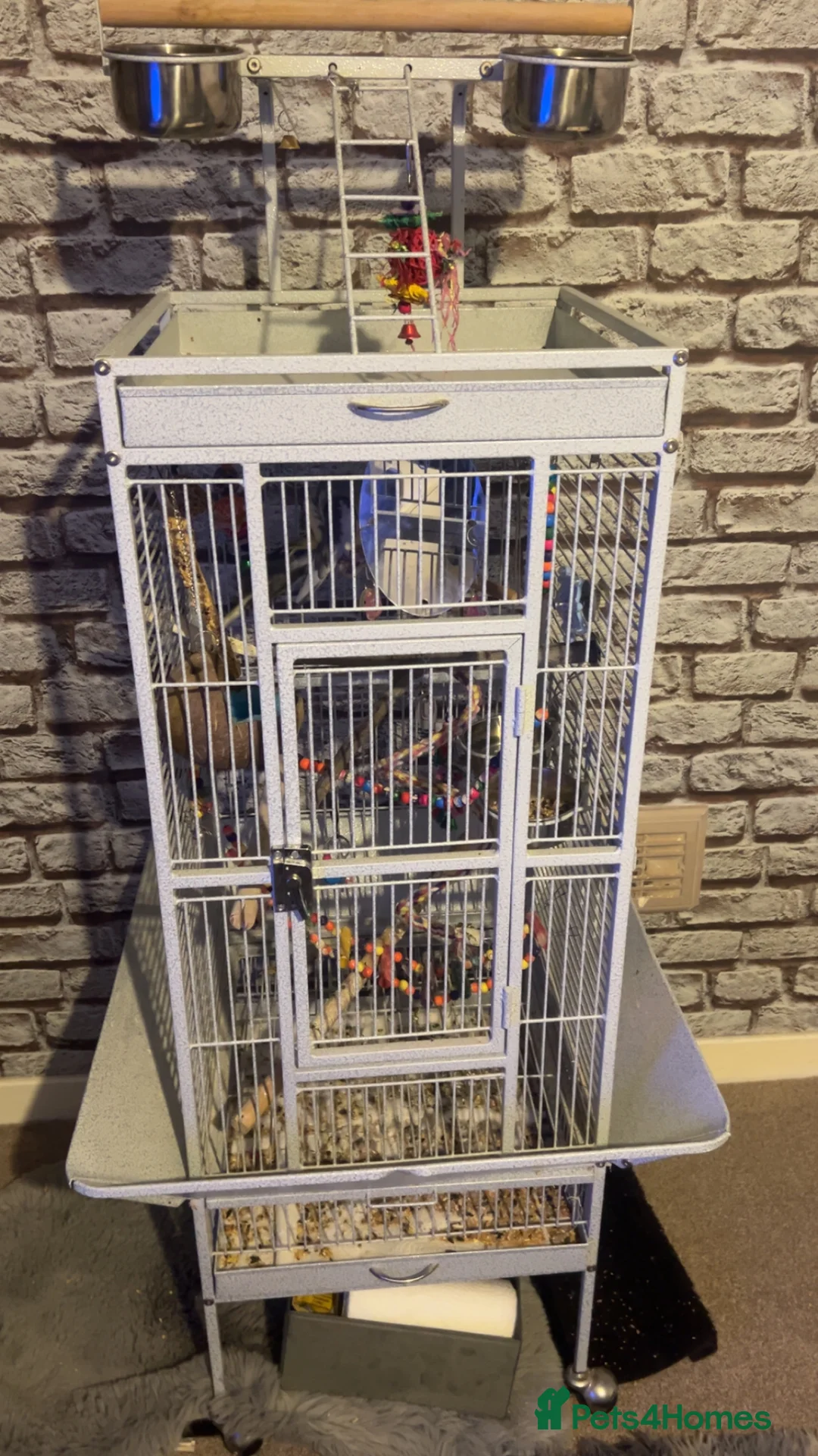 Cockatiels birds for sale: cockatiel for sale with cage  - Advert 5
