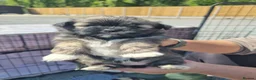 Lhasa Apso dogs for sale: Lhasa Apso Puppies  - Advert 5