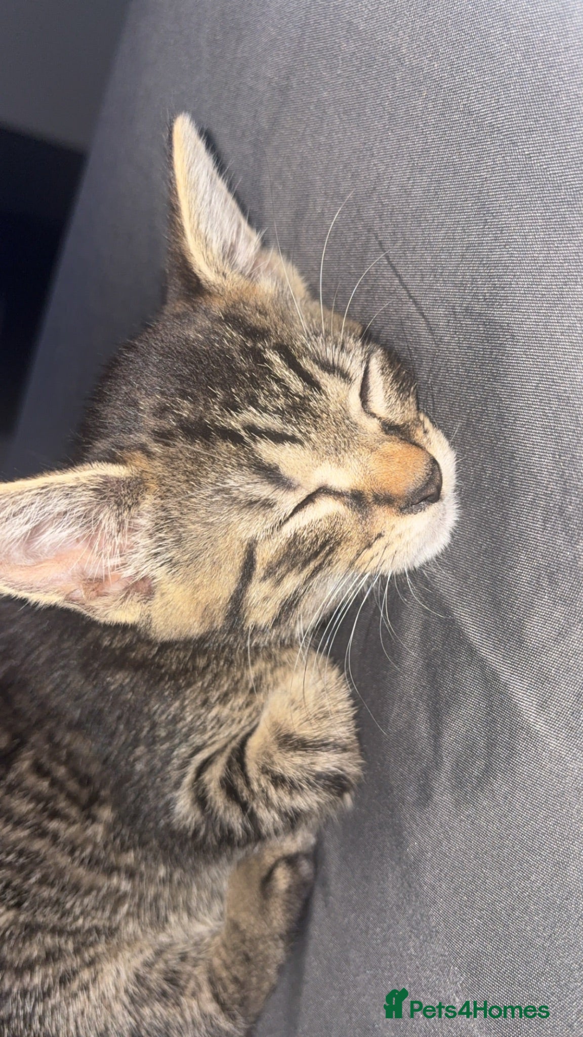 British Shorthair cats tabby kitten - Advert 1