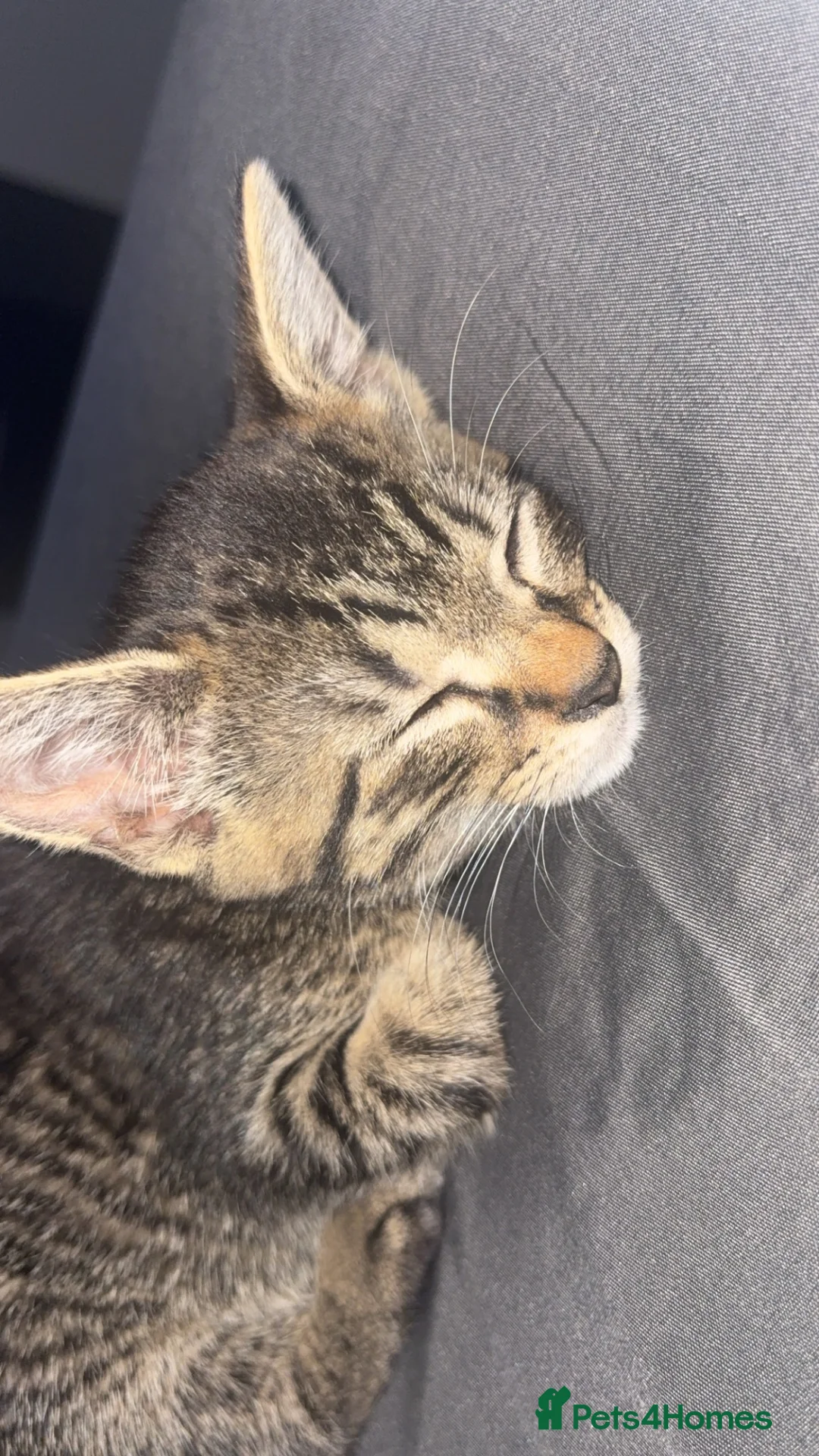 British Shorthair cats for sale: tabby kitten in Telford - Advert 1