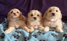 Cavachon dogs for sale: Cute Cavachon puppies  - Image 12