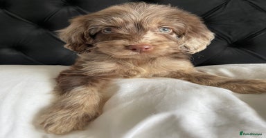 Cockapoo dogs - Advert 8