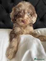 Cockapoo dogs - Advert 8
