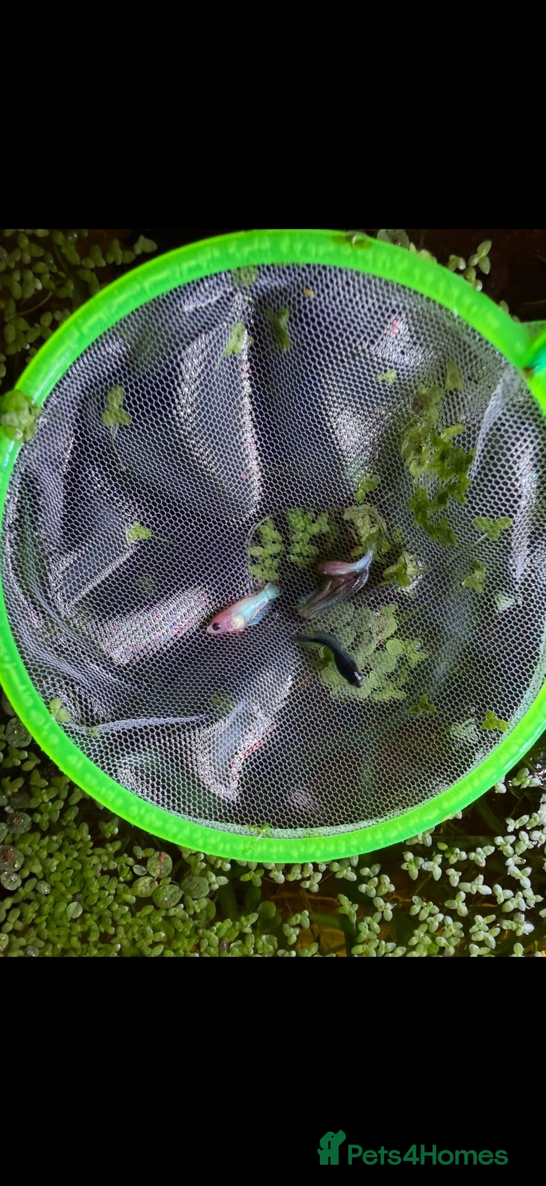 Bettas fish for sale: Half moon betta  - Advert 2