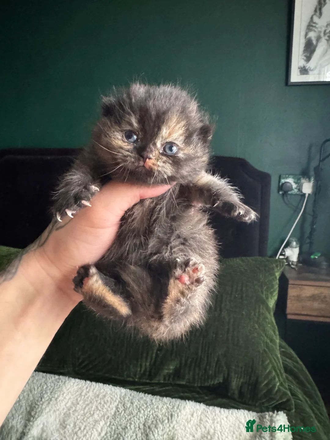 British Shorthair cats for sale: Tica reg BSH kittens  - Advert 22