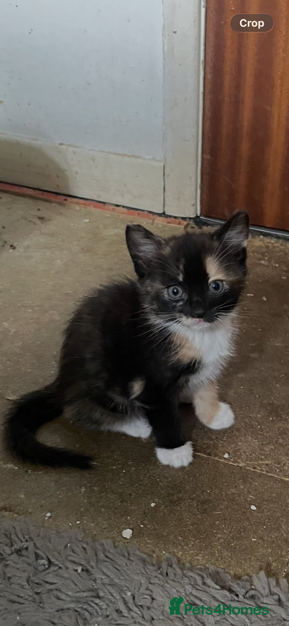 Mixed Breed cats 3 kittens looking for there forever home…………………….. - Advert 1
