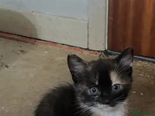 Mixed Breed cats 3 kittens looking for there forever home…………………….. - Advert 6