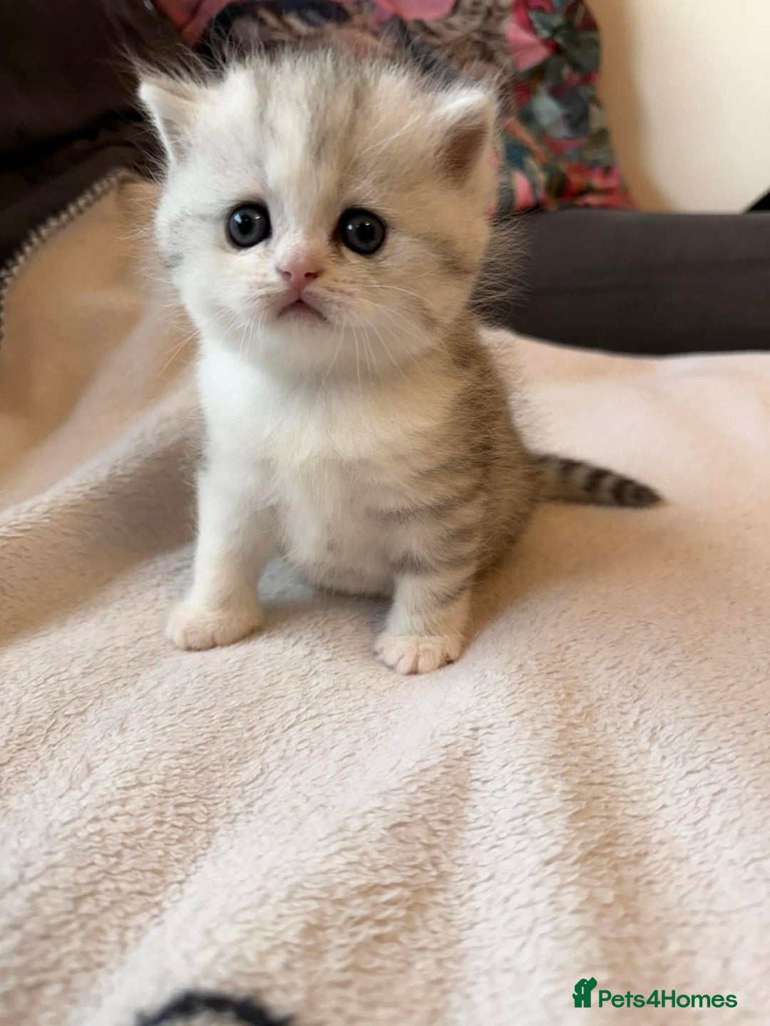 Scottish Fold cats for sale: Scottish fold / straight Kittens  - Advert 2