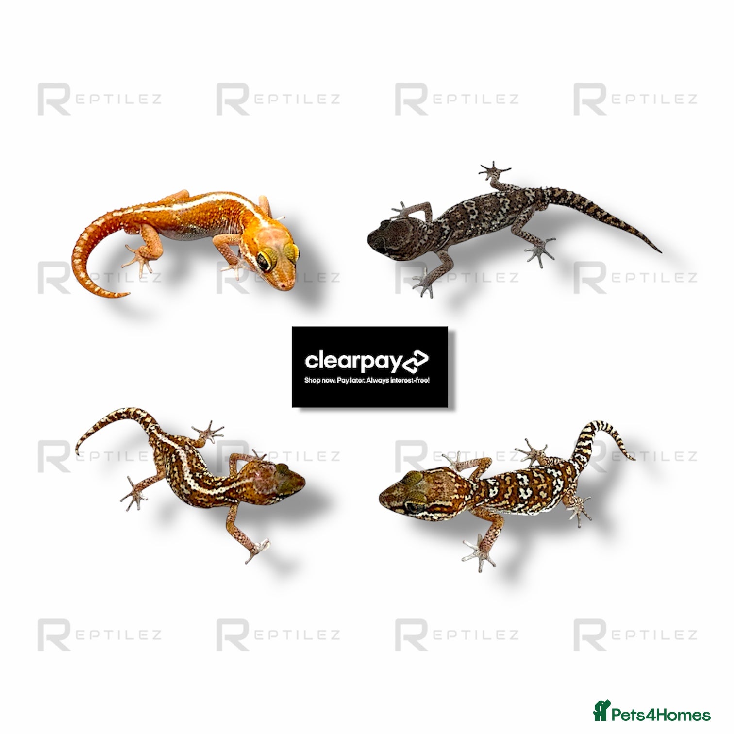 Gecko reptiles GECKO BABIES - Advert 4