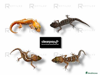 Gecko reptiles GECKO BABIES - Advert 3