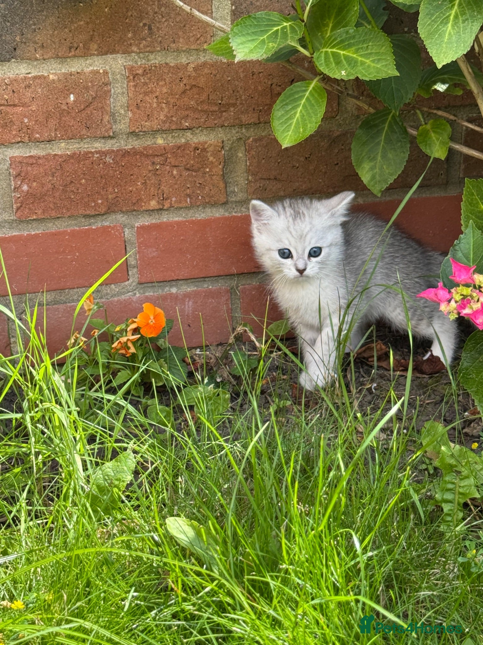Mixed Breed cats Ragdoll cross kittens friends - Advert 1