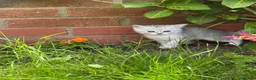 Mixed Breed cats for sale: Ragdoll cross kittens friends - Advert 1