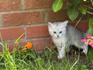 Mixed Breed cats Ragdoll cross kittens friends - Advert 4