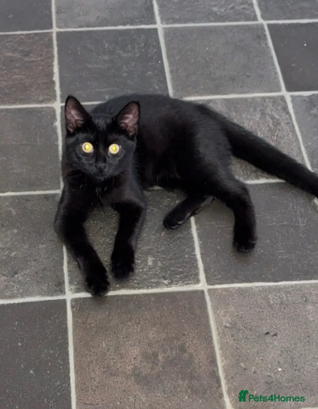Mixed Breed cats for sale: Kitten  in Liverpool - Advert 5