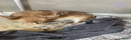 Chihuahua dogs for sale: Pure bred tiny chihuahua puppies  - Advert 16