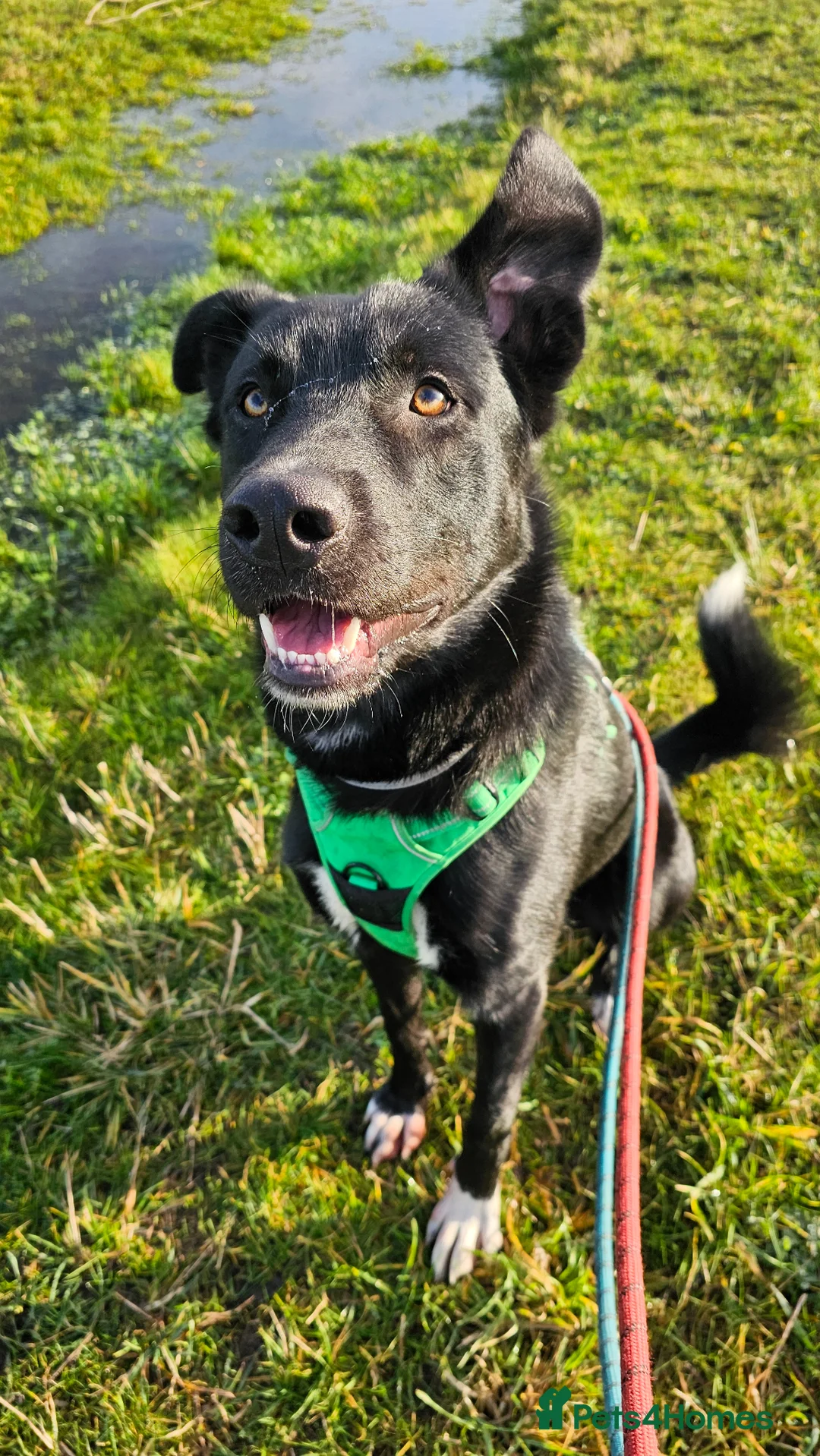 Mixed Breed dogs for sale: Harry is a big puppy looking for a forever home - Advert 10