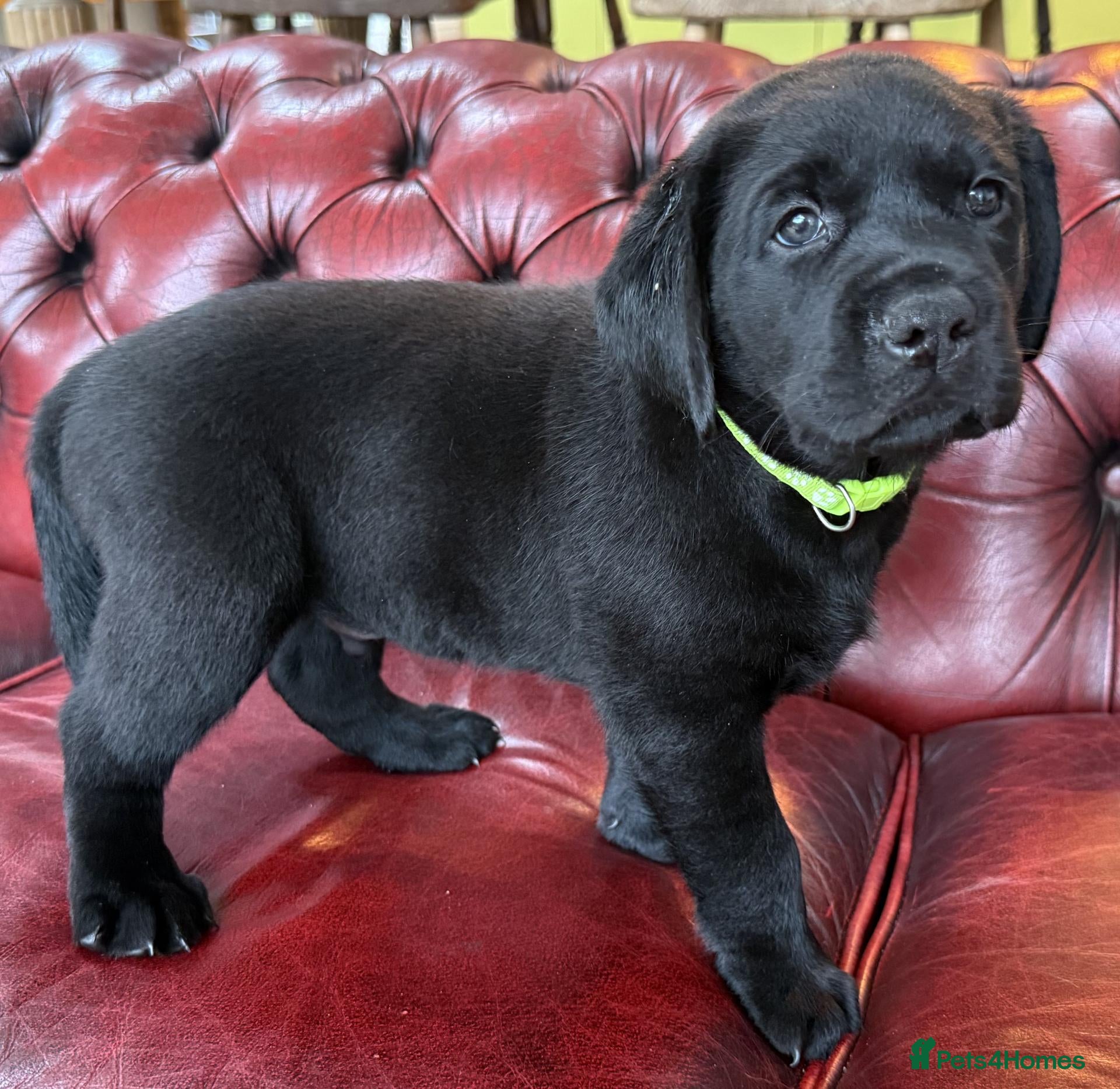 Labrador Retriever dogs Black Labradors: Raised in our loving family home - Advert 2