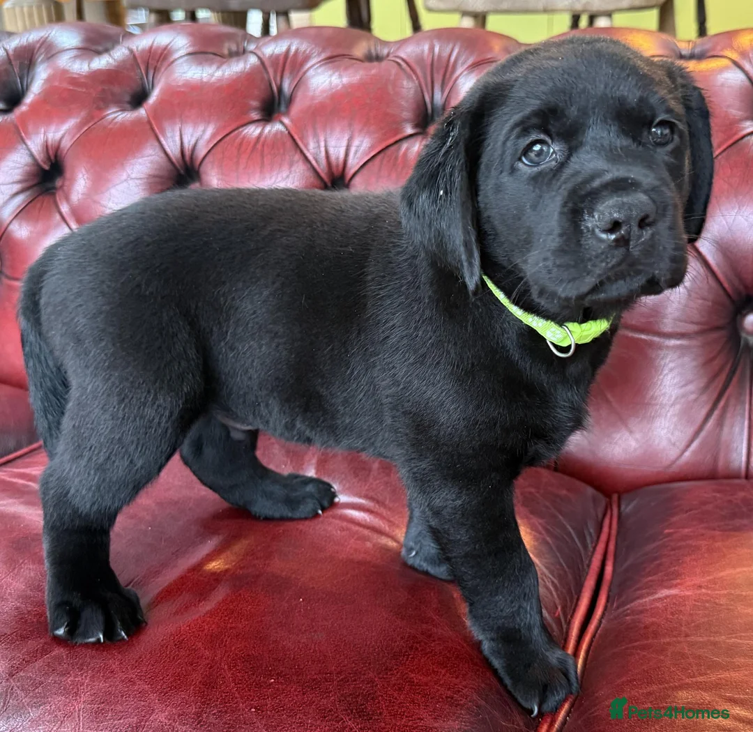 Labrador Retriever dogs for sale: Black Labradors: Raised in our loving family home - Advert 2