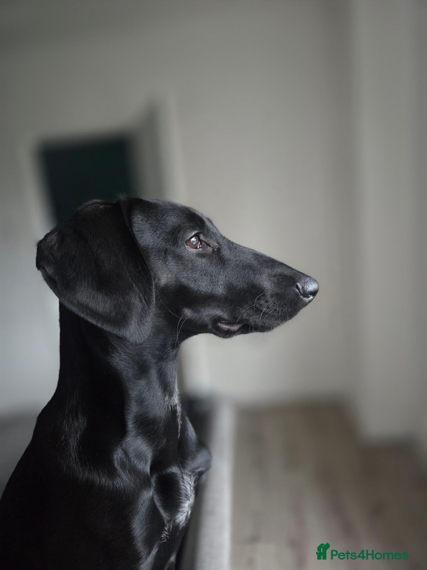 Mixed Breed dogs Saluki x german pointer - Advert 1