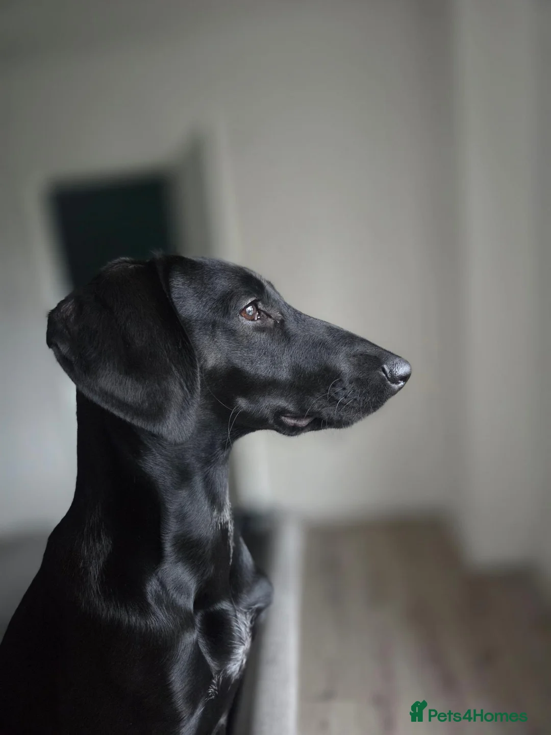 Mixed Breed dogs for sale: Saluki x german pointer in Chester-le-Street - Advert 1