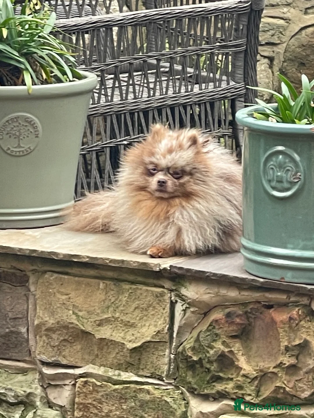 Pomeranian dogs for stud: Lilac Tan Merle Stud Boy kc in Pontefract - Advert 4