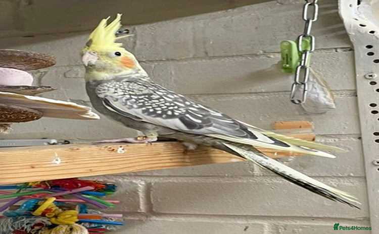 Cockatiels birds - Advert 2