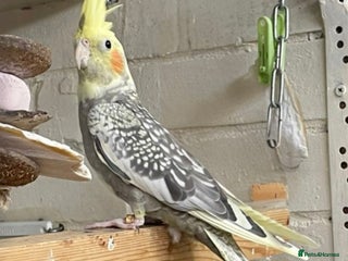 Cockatiels birds - Advert 10