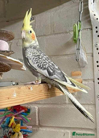 Cockatiels birds - Advert 5