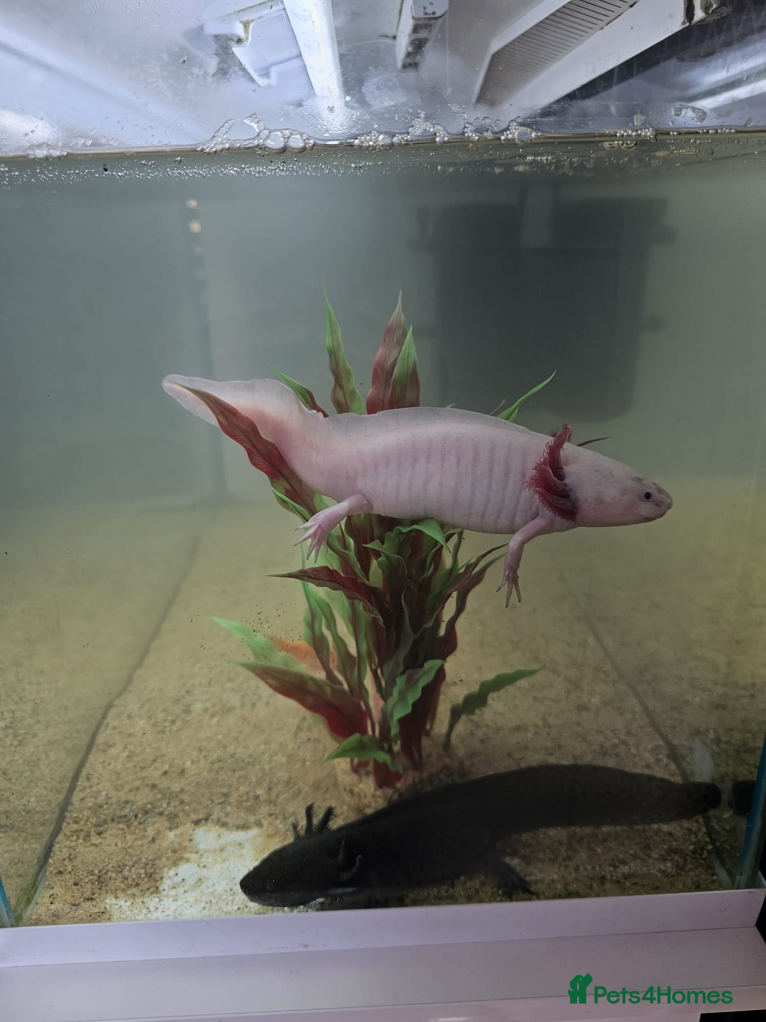 Axolotl reptiles 2 axalotols - Advert 1