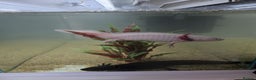 Axolotl reptiles for sale: 2 axalotols - Advert 1
