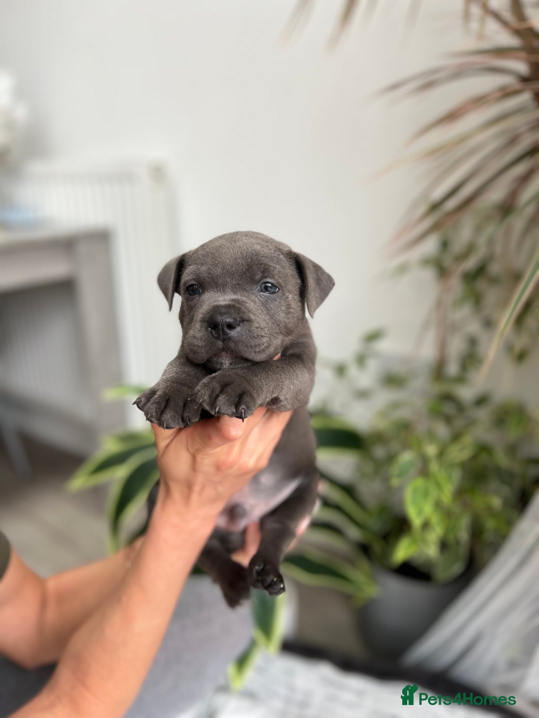 Staffordshire Bull Terrier dogs for sale: 🔷 Pharaon Champion Line Pups 🔷 in Wolverhampton - Image 13