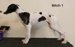 Whippet dogs for sale: Whippet pups - Image 5