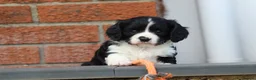 Cavachon dogs for sale: Beautiful Cavachon puppies for sale - Advert 10