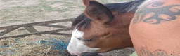 Trotter horses for sale: Big beautiful gelding  - Advert 4