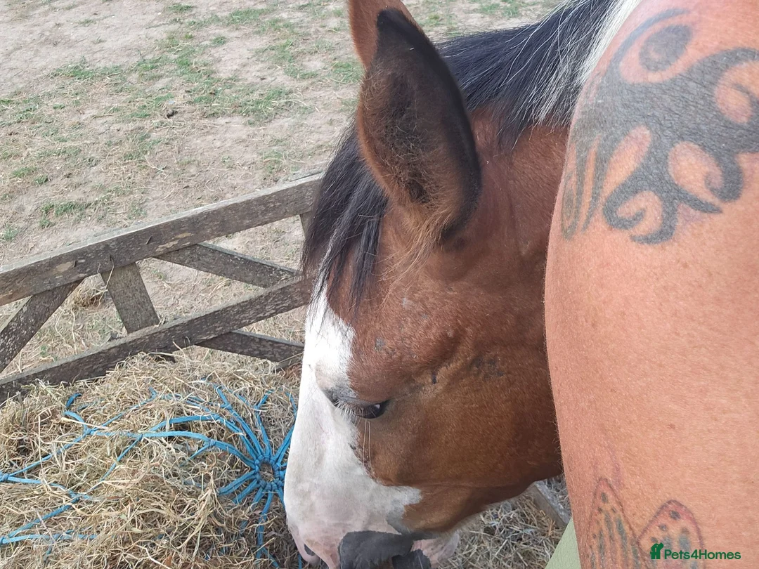 Trotter horses for sale: Big beautiful gelding  - Advert 4