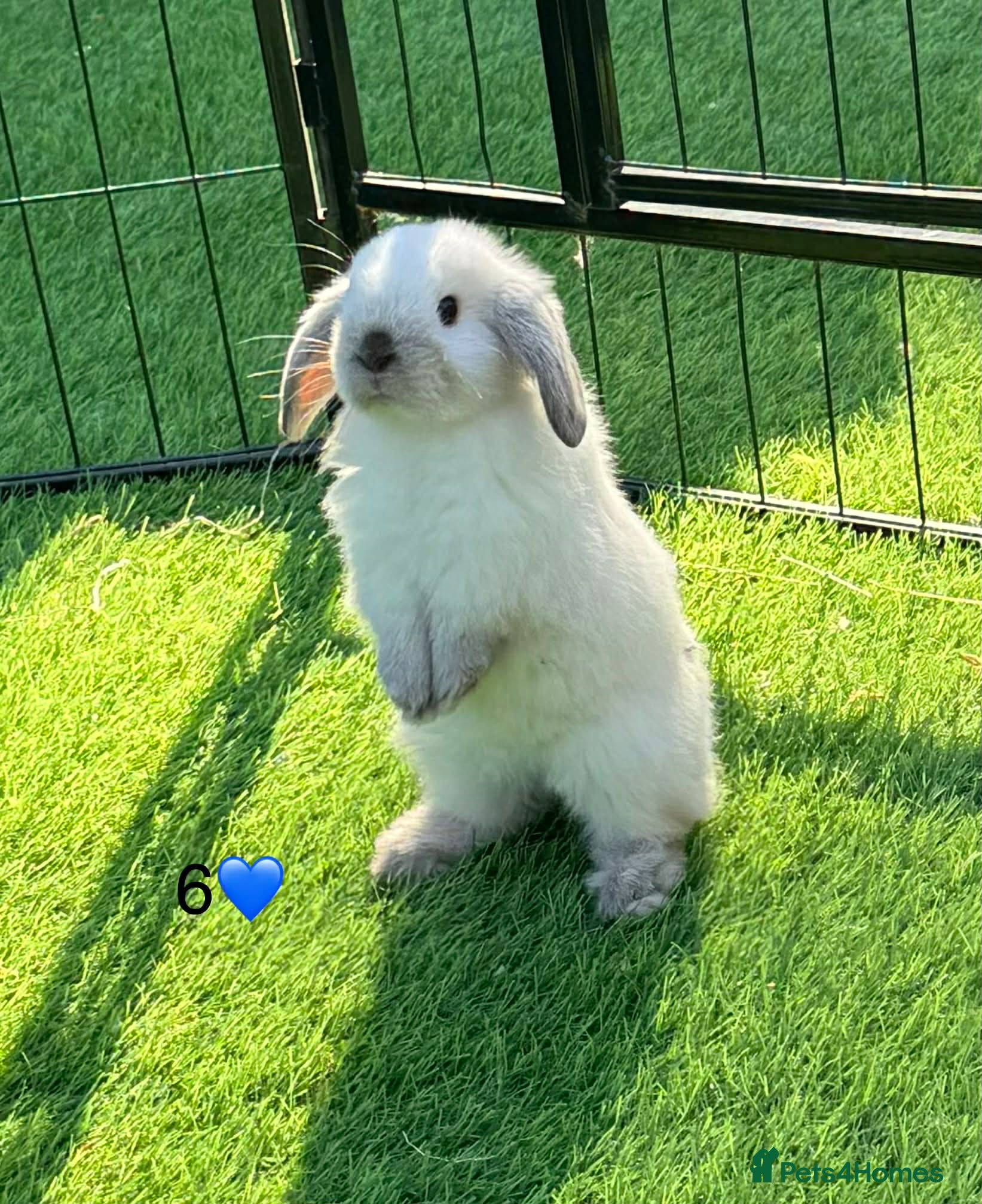 Mini Lop rabbits Mini lops - Advert 3