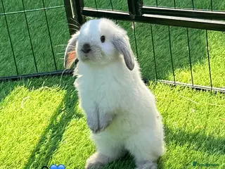 Mini Lop rabbits Mini lops - Advert 5