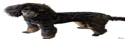 Miniature Poodle dogs for sale: 💥H/TESTED BLACK CARRYING PHANTOM/PARTI POODLES💥 - Advert 6