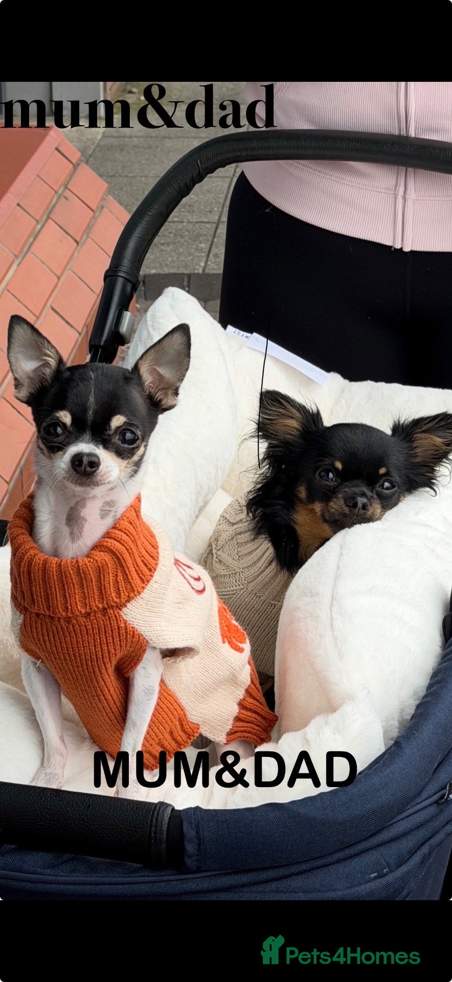 Chihuahua dogs Two XXX Small chihuahua puppies  - Advert 1