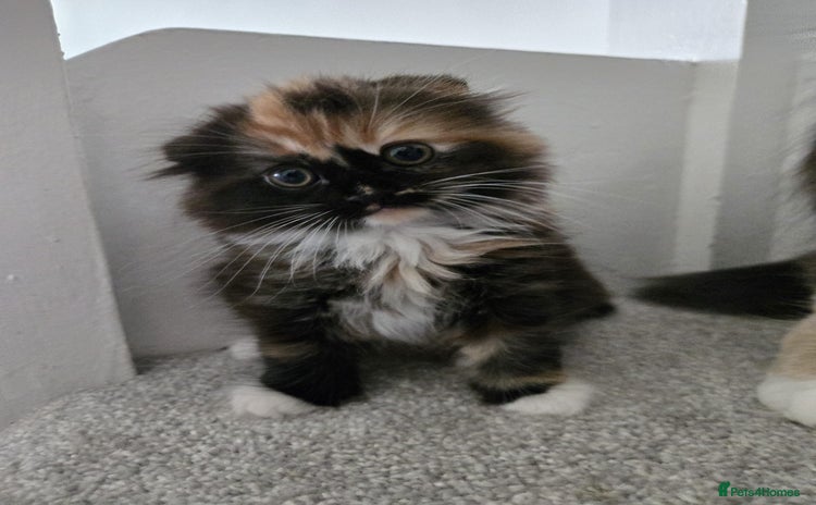 Scottish Fold cats - Advert 7