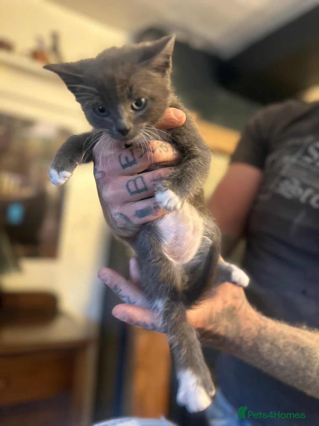 Nebelung cats for sale: 5 beautiful kittens available  in Bradford - Image 16
