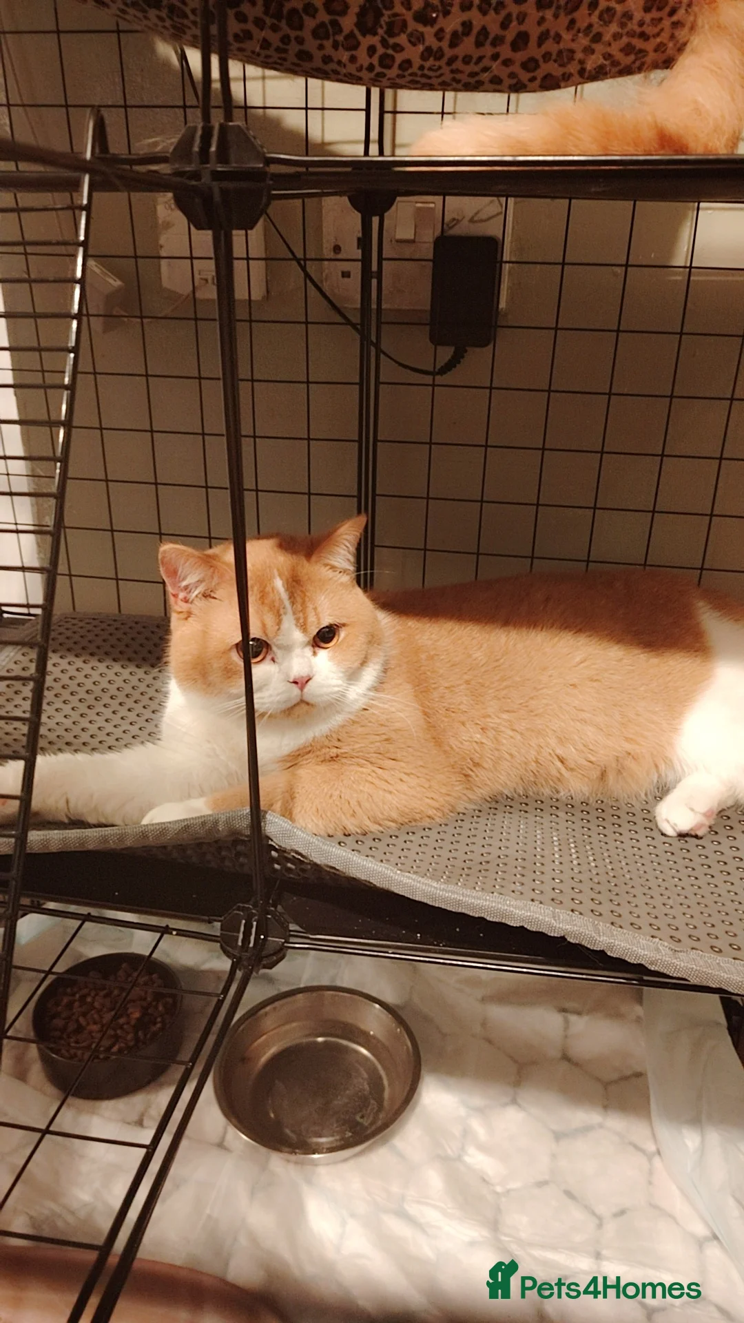 British Shorthair cats for sale: British Short Hair - Advert 5