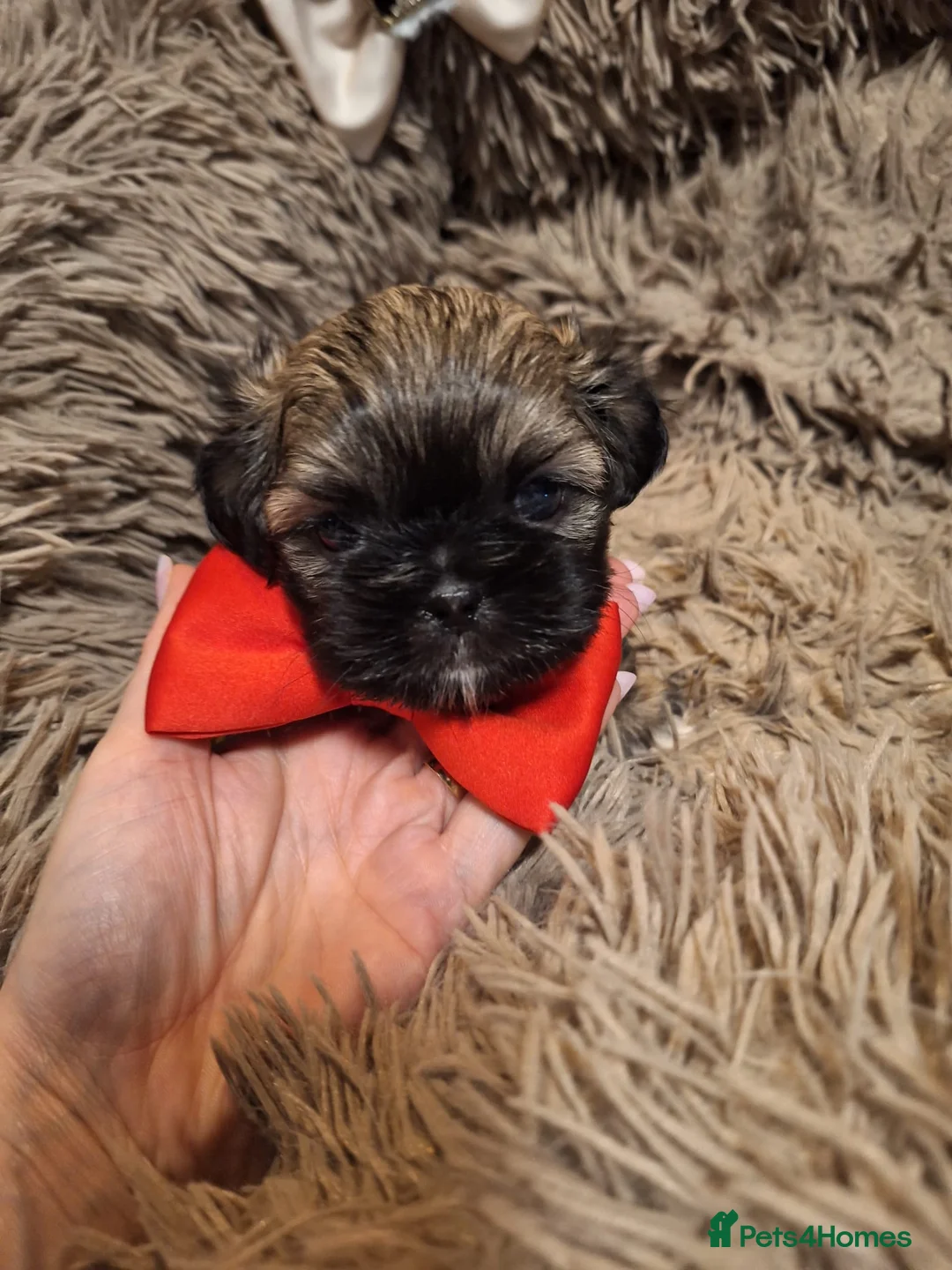 Shih Tzu dogs for sale: Beautiful Imperial Shih Tzus  - Advert 16