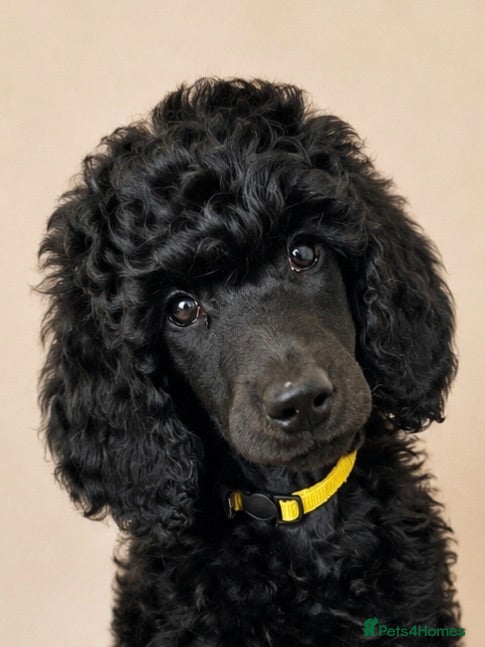 Standard Poodle dogs KC reg Black Standard Poodle Puppies - Advert 3