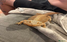 Gecko reptiles for sale: Pinstripe harleyquin crested geckos and Bearded - Image 9